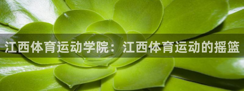 杏运4登录