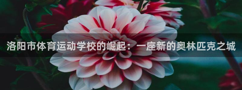 杏运达贝是什么